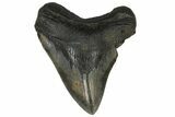 Fossil Megalodon Tooth - South Carolina #169190-1